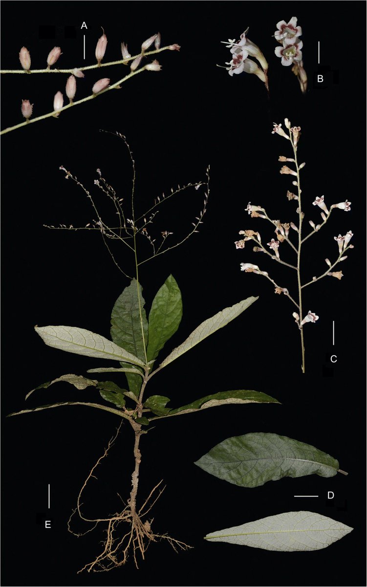 'Yaa mok me hong' is a Shan Ni name given to a #plant with wide #medical uses in #Myanmar🇲🇲The species was scientifically named Staurogyne yamokmehong and described #OpenAccess @KewBulletin doi.org/10.1007/s12225…