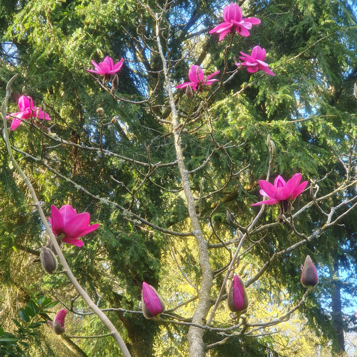 What a stunning colour! This magnificent Cerise Magnolia 'Darjeeling' is flowering now together with many others! Come along to Hergest Croft Gardens today. The weather is set fine, Maples Tearoom is open and we have a huge selection of lovely plants, trees and shrubs to purchase