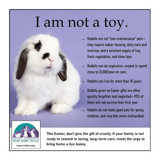 moatybuns's tweet photo. At Easter, choose kindness ๐๐
If your family is not ready to commit to loving, long-term care, resist the urge to bring home a live bunny.
Poster via Rocky Mountain House Rabbit Rescue
https://t.co/6dFBbtzBfM
@ColoradoHRS
๐ซ๐
โ
๏ธ๐ซ
#MakeMineChocolate #NotJustForEaster https://t.co/E5Z5qM6U17