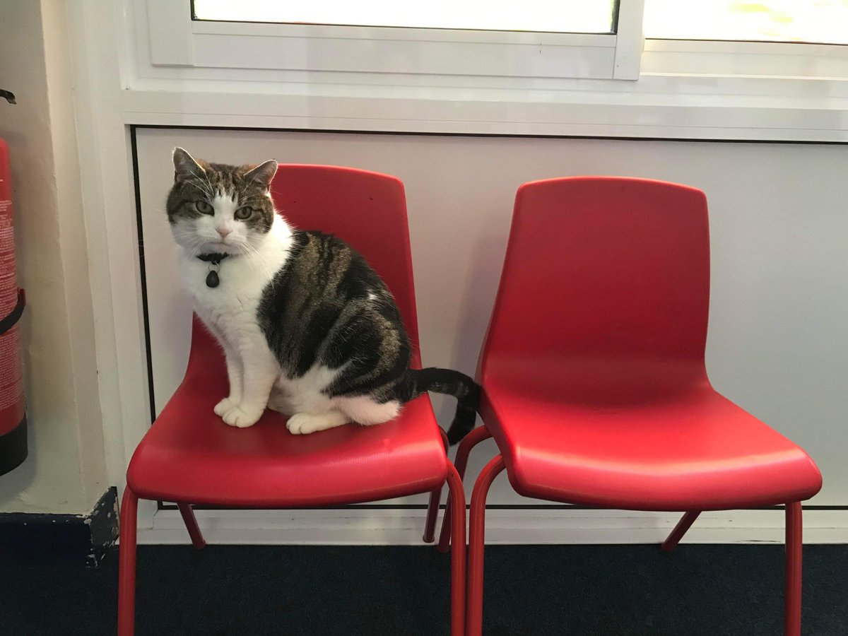 When you’re the only person in the waiting room, and you know you’re next but they still don’t call you in! 😹😹🐾♥️ #catsoftwitter #cats #Hedgewatch