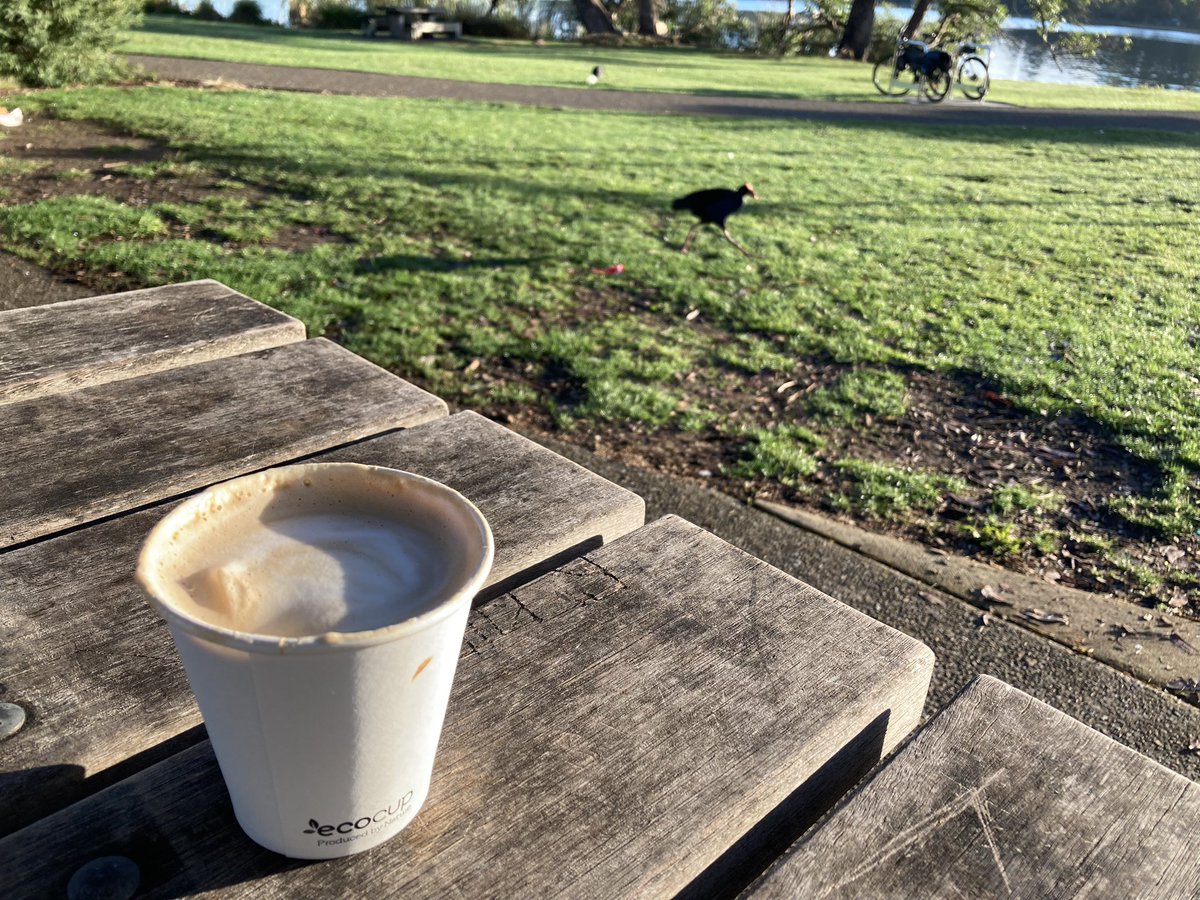 NnninNZ's tweet image. 久々にプケちゃんとコーヒー☕️ #pukeko #coffee
