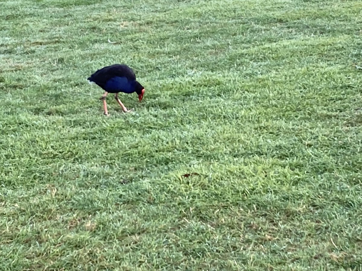 NnninNZ's tweet image. 久々にプケちゃんとコーヒー☕️ #pukeko #coffee