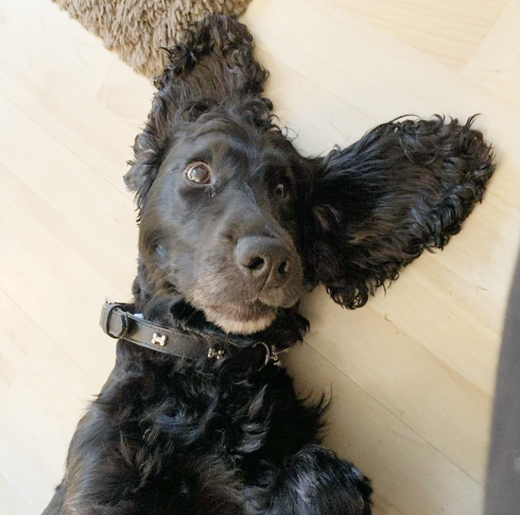 DogsTrust's tweet photo. In honour of #BritishSignLanguageWeek we wanted to share Solace's story ๐
This cute boy became deaf when he was a pup so his owner taught him sign language to train him. Sadly, after 7 years, due to illness, his owner had to make the difficult decision to hand him over to us. ๐ https://t.co/YEDqwYgOwd