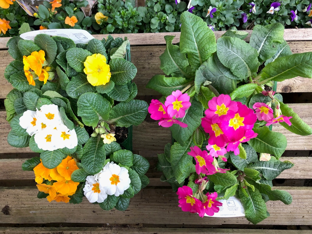 camdengardencen's tweet image. They’ve arrived – new season #springbedding is in by the 6-pack up-right #primula in various assortments of colour
#gardencentre #since1983 #socialenterprise #camdentown #northlondongardeners #gardenlovers #house_plant_community #trainingandemploymentopportunities