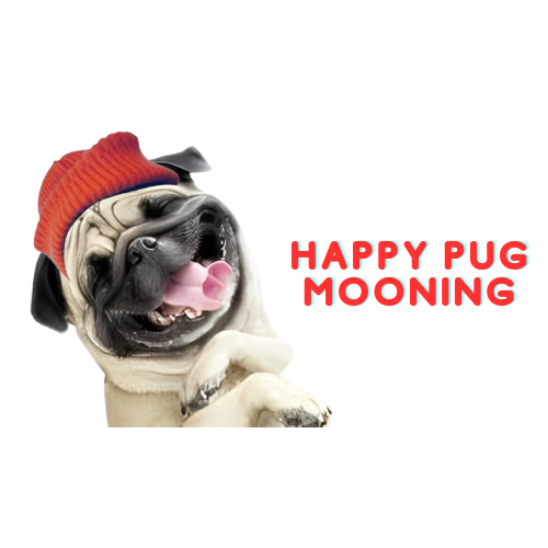solpugwifhat's tweet photo. HAPPY $PUG

9FMbxAWpMqS63bnrjZUiFWn9pRUmPhUZprXfWPCo4RHA

https://t.co/o7dr94x2i2 https://t.co/KjudX22OuZ