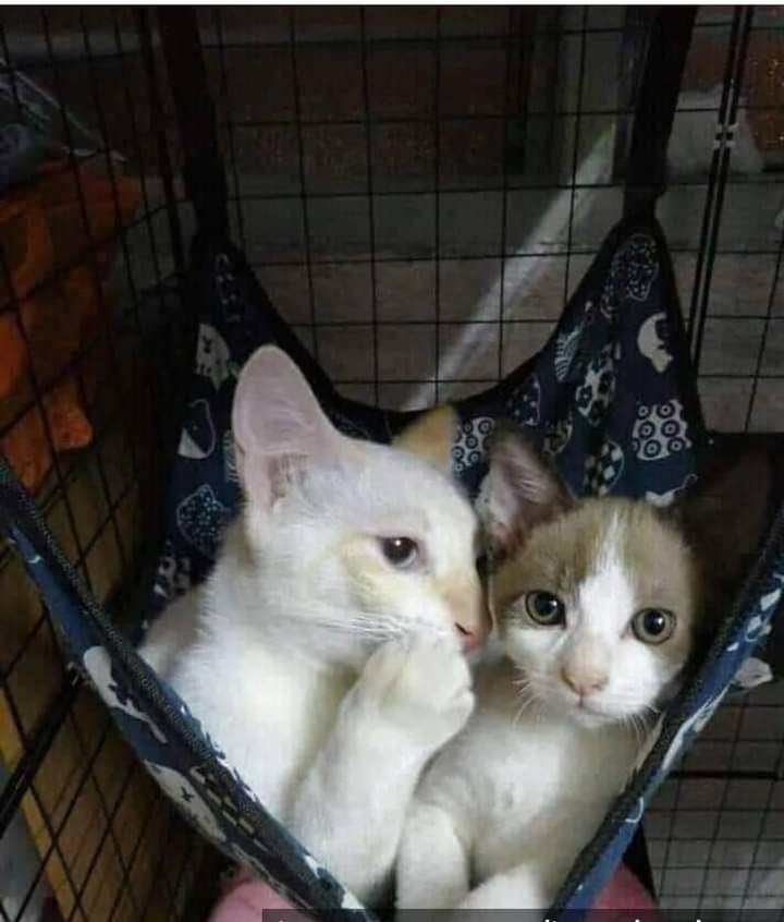 SELINGKUH ‼️

Maaf tanggungjawabku berat dan banyak karena ada 5 HATI , 17 SIMPANAN dan 13 CADANGAN yang harus aku jaga. Insya Allah... 

Faham yang aku maksud...??? 

Magrib 🌿🍁💚