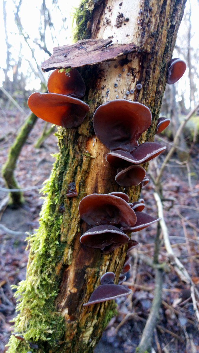 After some wet days the wood ears are refreshed. #Judasohr #MuErr #ChinesischeMorchel #AuriculariaAuriculaJudae #WoodEar #Pilze #Mushroom #Fungi