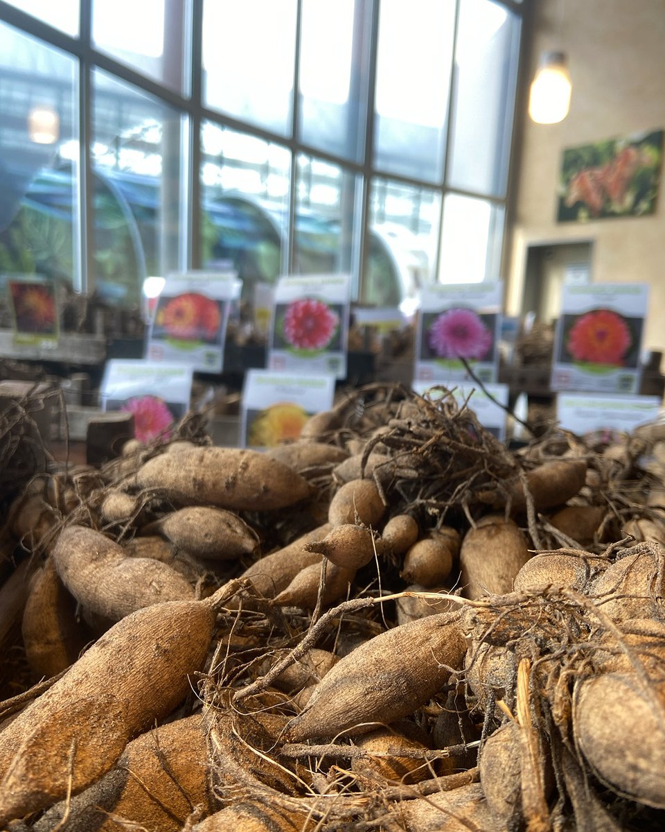 Insel Mainau tweet media