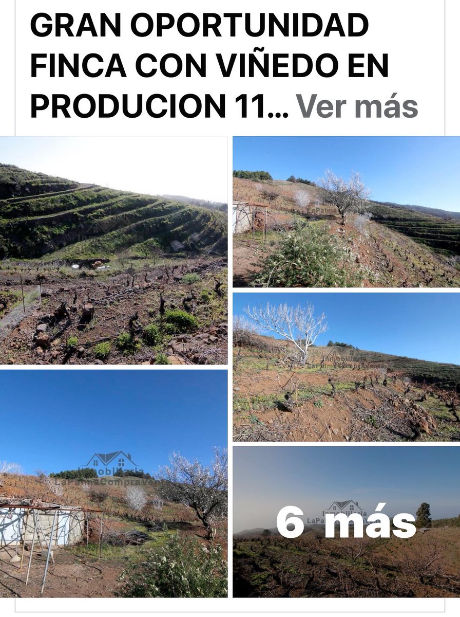 ServiceCanaria1's tweet image. Gran oportunidad en Puntagorda isla de la Palma Excelente Finca con Viñedo en producción contacta con inmobiliaria lapalmacompraventa +34 642 08 67 37 Ana Gelvez anailpcv@gmail.com