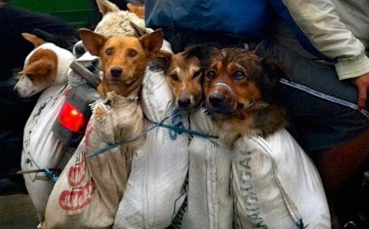 3/3
 ..dog eating in China dates back to thousands of yrs ago. It is believed that dogmeat brings goodluck and boosts virility in men. Dogs were generally viewed as livestock until 2020(Covid19) when Chinese Agric minister declared that dogs are companion animals.