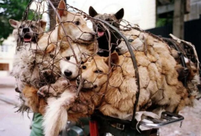 2/3
thousands of dogs are butchered and eaten every year during a 10 day event known as the Yulin Festival.  In 2013, approximately 10 000 dogs were killed during the 10 day event in China. Tickets for the 2024 Festival are already on the market. Dog eating...