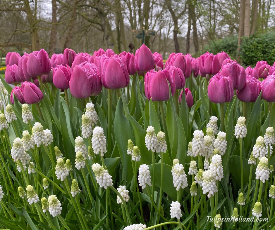 Some lovely purple tulips on a grey spring Sunday! Enjoy your Sunday! 💜🌷

#travel to the #tulipsinholland spring 2024 tulipsinholland.com