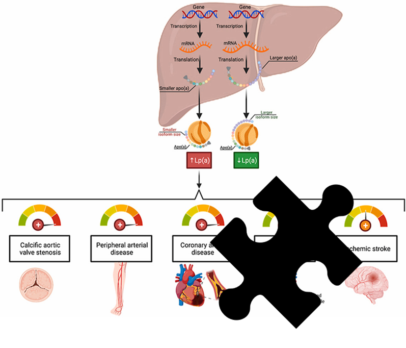 1/2 Our #Lp(a)AwarenessDay continues with another enigma 🕵️ A 🧩 has been removed from the graphical abstract of the review article that @ArsenaultBenoit and Pia Kamstrup published in our Special Issue on Lipoprotein(a) #KnowLpa #LpaAwarenessDay #EASSoMe