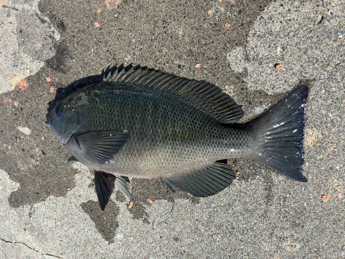 foo5134's tweet photo. 久々の釣りは初島
卵たっぷりの個体でした！ https://t.co/sYESoXkLCN