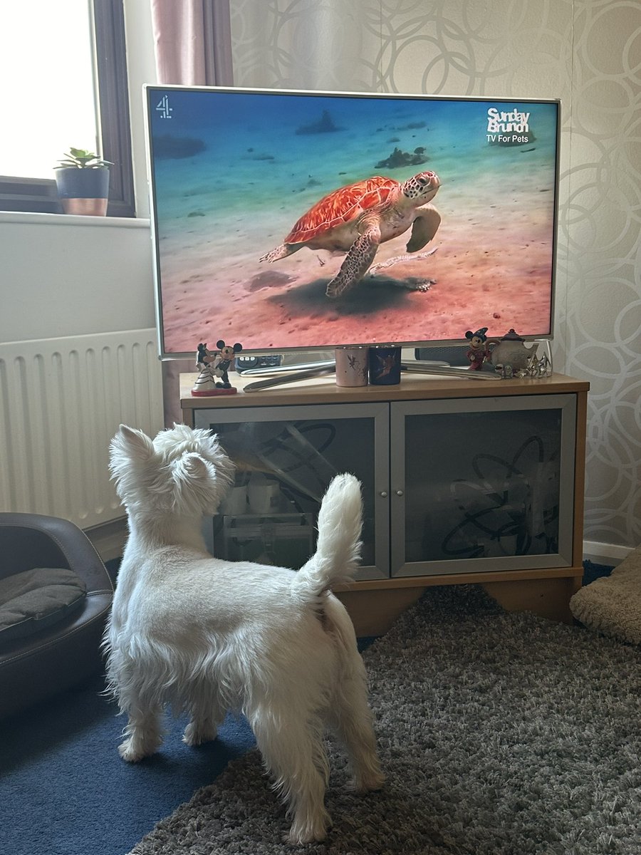 katylou78's tweet photo. @SundayBrunchC4 Jock was mesmerised, his interest was sparked by the cat noises on the intro to the segment! #SundayBrunch #TVforpets #Westie #WestHighlandWhiteTerrier https://t.co/kn2lZxVOc3