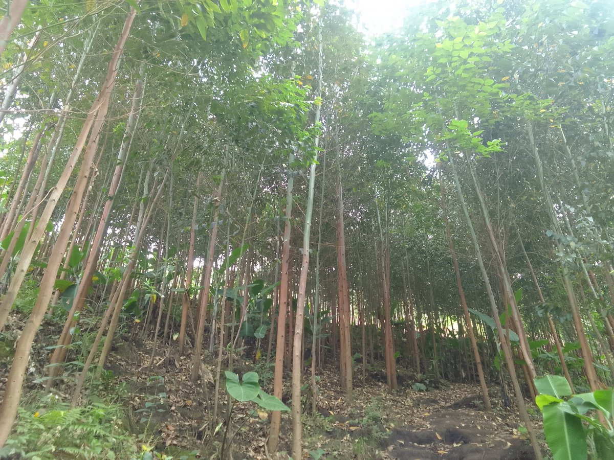 AfridamuGroup's tweet photo. #LetsplantTrees #LetsGrowFood https://t.co/I2PtrtvTT5