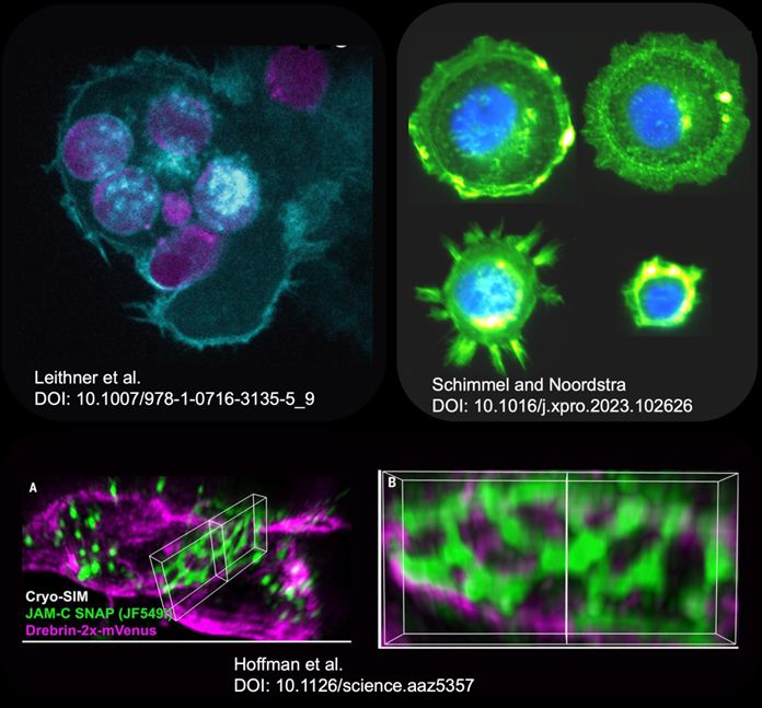epithelial mechanics fan club (@epimechfc) on Twitter photo Cell-cell contacts orchestrate tissue assembly and diverse cellular interactions.
🎯But what mediates their intricate patterns?🤔
Join me, <a href="/feyzanar/">Feyza Nur Arslan</a>, in exploring the interplay of adhesion and subcellular mechanics in contact patterning. Cell-cell contacts orchestrate tissue assembly and diverse cellular interactions.
🎯But what mediates their intricate patterns?🤔
Join me, <a href="/feyzanar/">Feyza Nur Arslan</a>, in exploring the interplay of adhesion and subcellular mechanics in contact patterning.
