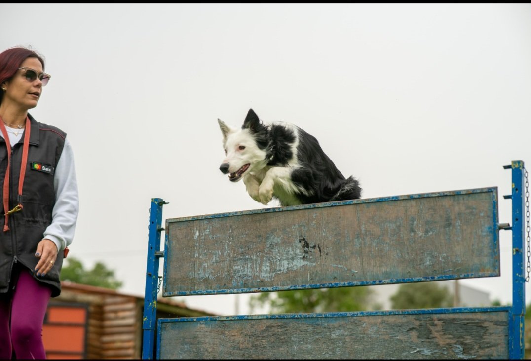 Fly me to the Moon
Let me play among the stars
Let me see what spring is like
On Jupiter and Mars
#DogsonX #BorderCollie