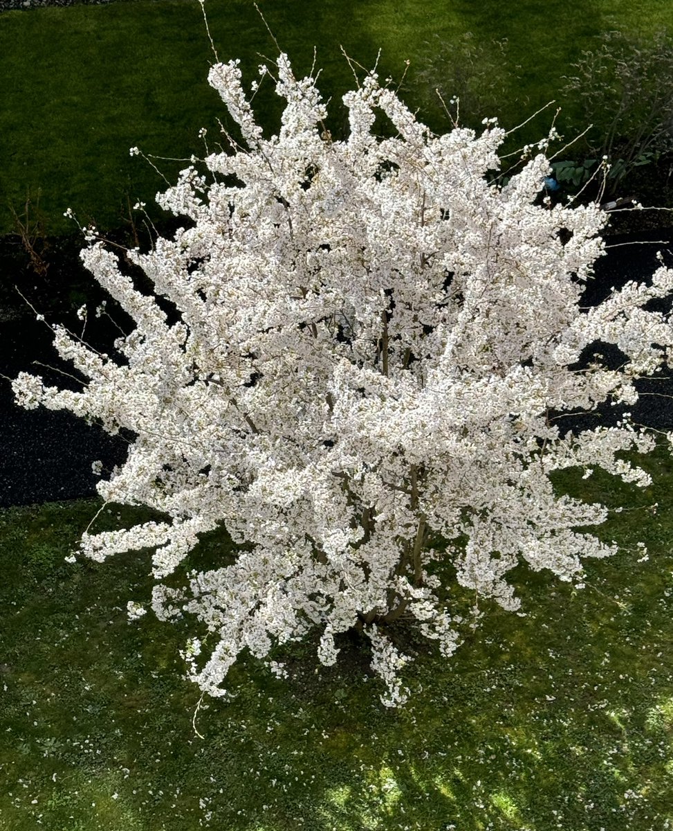 View from the kitchen window: 

B! 
A small tree loaded with wee white flowers. 

#JoyInSpring