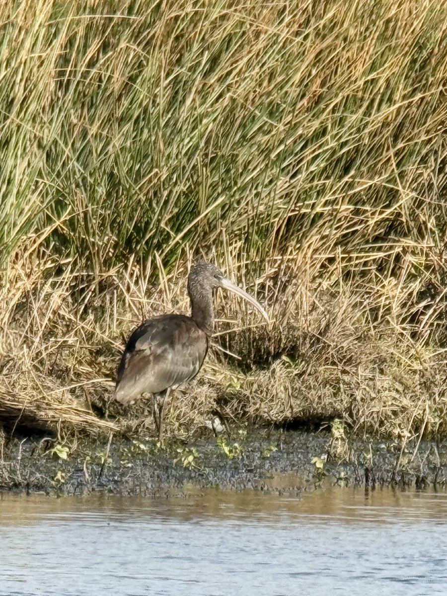 Glossy Ibis ⁦@RSPBMiddleton⁩ this morning. A bit of Big Zoom phonescoping.