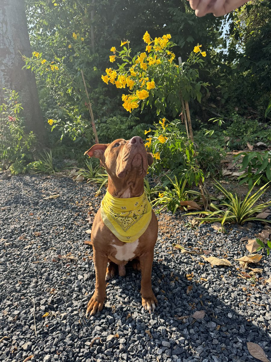 Sunday is fresh Bandana day at the land. Hank has never had a bandana so he asked if he could wear Tina’s original yellow one. Said he thought it matched the flowers. Look at little Rodney 🥰 (1/3)