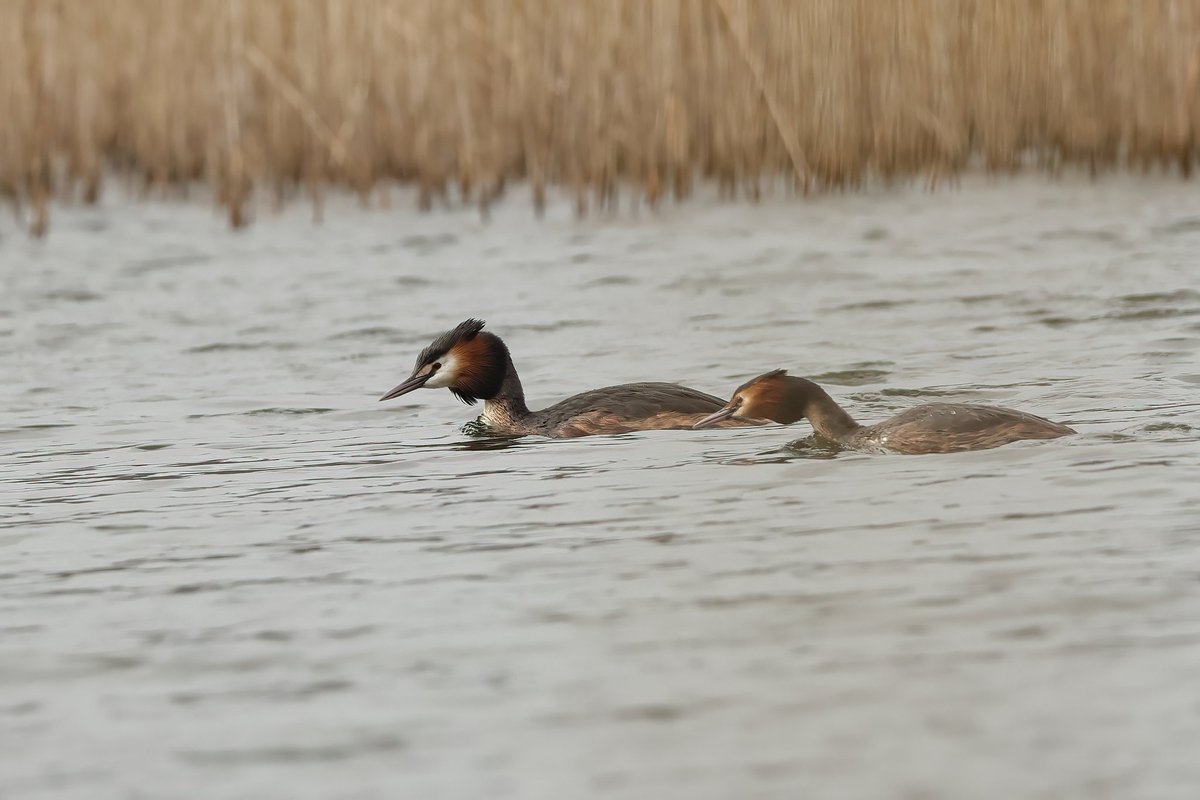 Great Crested Grebes #mylocalpatch #milleniumcoastalpath