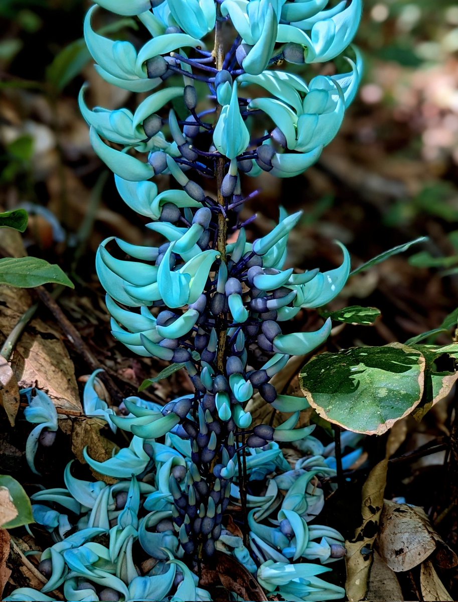 A jade vine in its native Philippine rainforest. In the wild the racemes can get so long they reach the ground and shower the forest floor with sea-blue blossom.