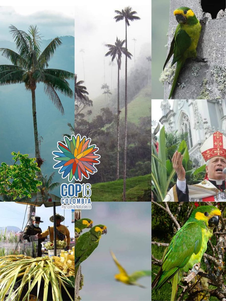 #Cuidemos la #palmadecera🌴. El objetivo es concientizar a la ciudadanía de no adquirir ramos extraídos de la palma de cera, para las liturgias de hoy domingo 24 de marzo y así proteger un patrimonio de la naturaleza y nacional. 
#COP16Colombia #CaliEsCOP16 #ElPaísDeLaBelleza.