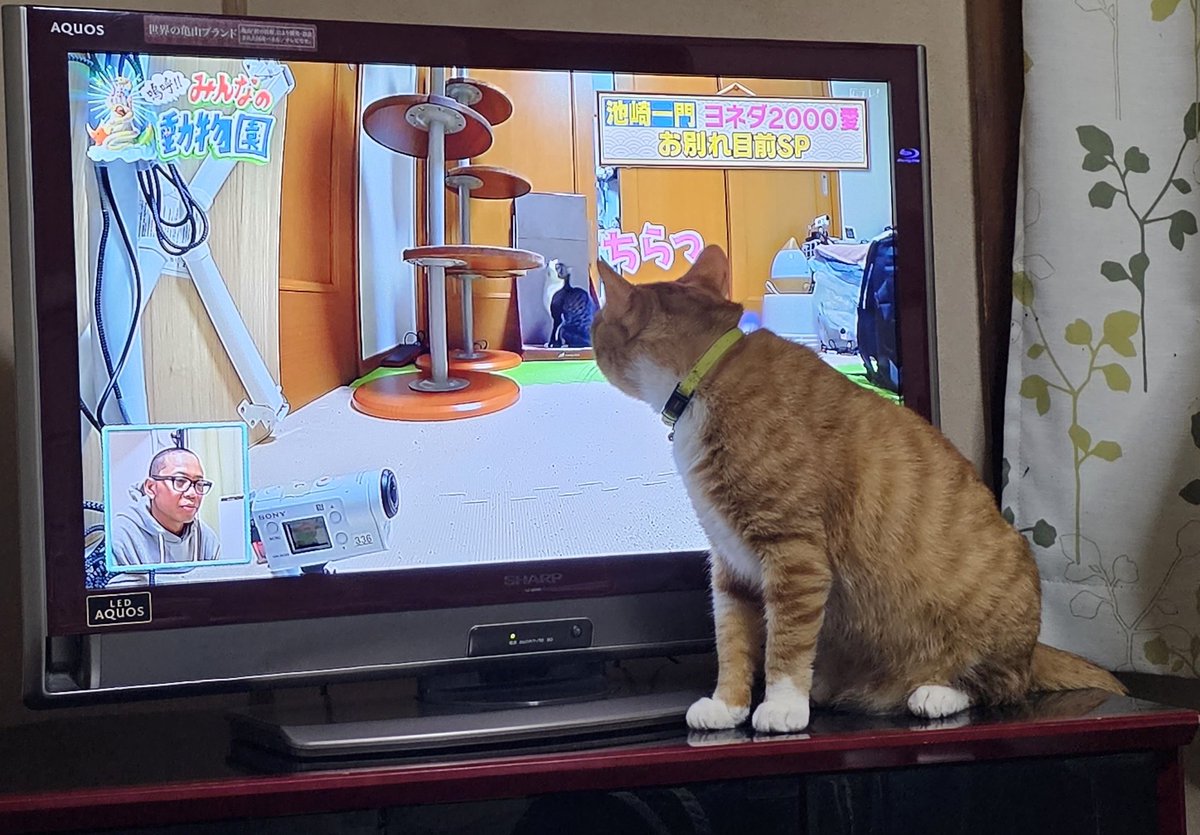 bluetamanegi0's tweet photo. ちらっ

テレビが気になるトトくん😺

#猫 #茶トラ ＃トトトキ #猫のいるしあわせ https://t.co/mj5zvBLLa4