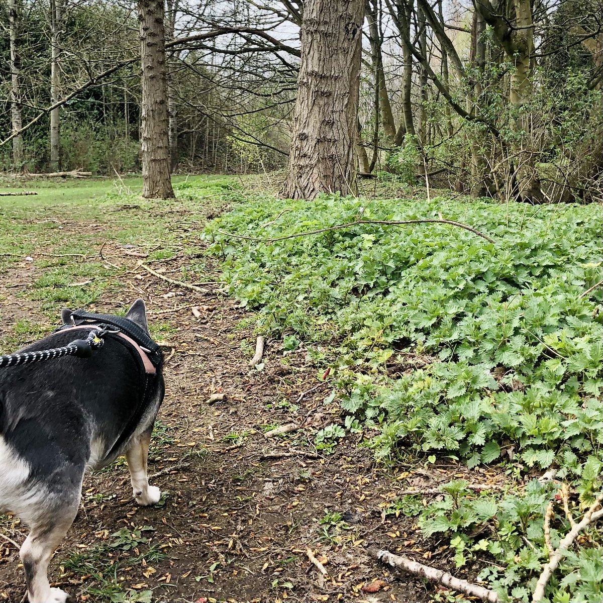 #WalkingTheDog #WeekendVibes #Gateshead #Newcastle #CarePlan #DogsOfX #PetsOfX