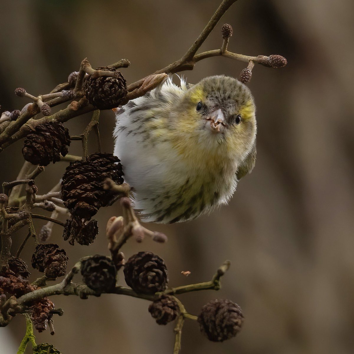 At least 30 Siskin’s in the garden this week, along with a few Redpoll. (Never had that many before). Firecrest along the road. 8 Wheatear on the downs in one visit. Yesterday, Siskin, Crossbill and Bramling in a local wood. It’s been a good birding week so far. #wiltsbirds