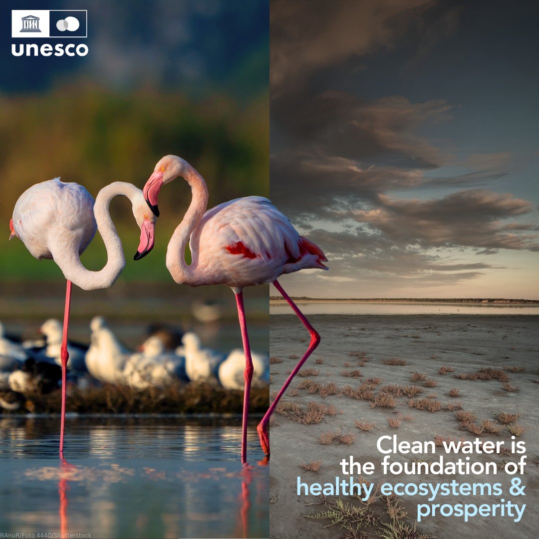 What future do we want for our planet?

80% of wastewater flows back into nature without being treated or reused - causing irreversible harm to ecosystems.

#WorldWaterDay reminds us to take action #ForNature before it’s too late.

unesco.org/reports/wwdr/e… #WorldWaterReport