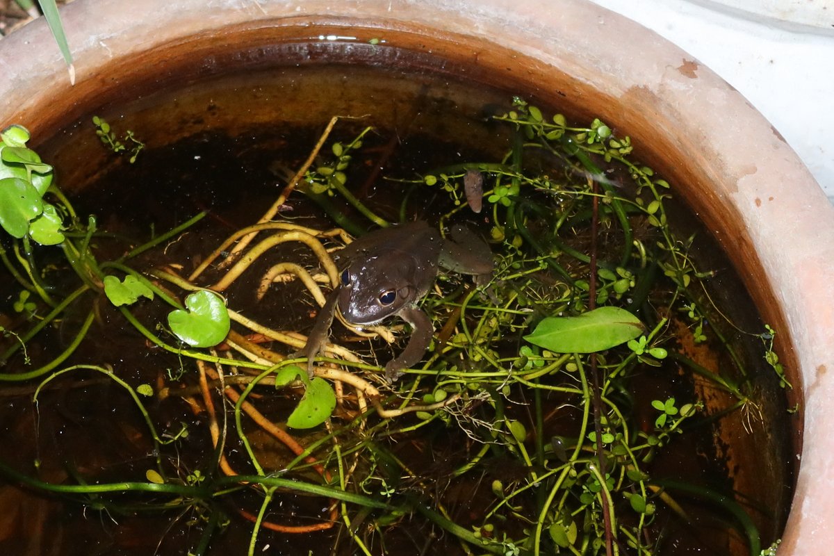 The frog hotel is a success, having been occupied within a week from the grand opening. High rise rooms with sweeping balcony views overlook an infinity pool.