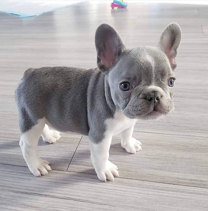 Cute baby 
#dog #pet #dogowner #doglove #petowner #frenchie #frenchielove #doglove
