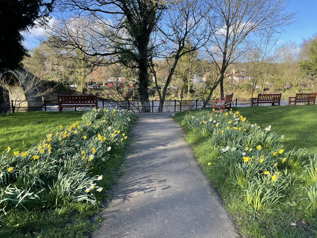 Daffodils at the riverside #ilkley