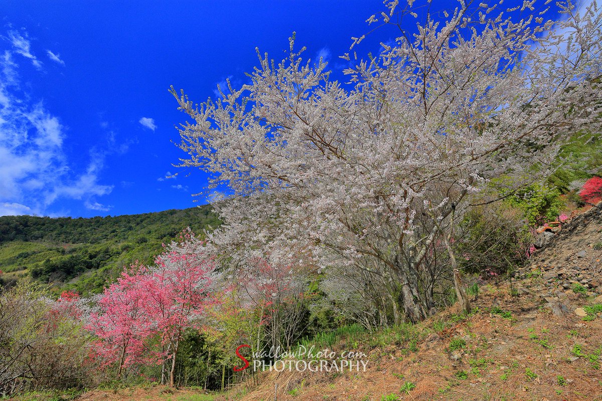 Swallow_Photo's tweet photo. 這陣子真的有點忙,都差點忘了貼照片了.
*歡迎追蹤訂閱*
#Taiwan
#台湾
#新竹
#尖石
#玉峰
#萬里山園
#霧社櫻
#桜
#風景
#風景写真
#SwallowPhoto https://t.co/ESu06lHwoC