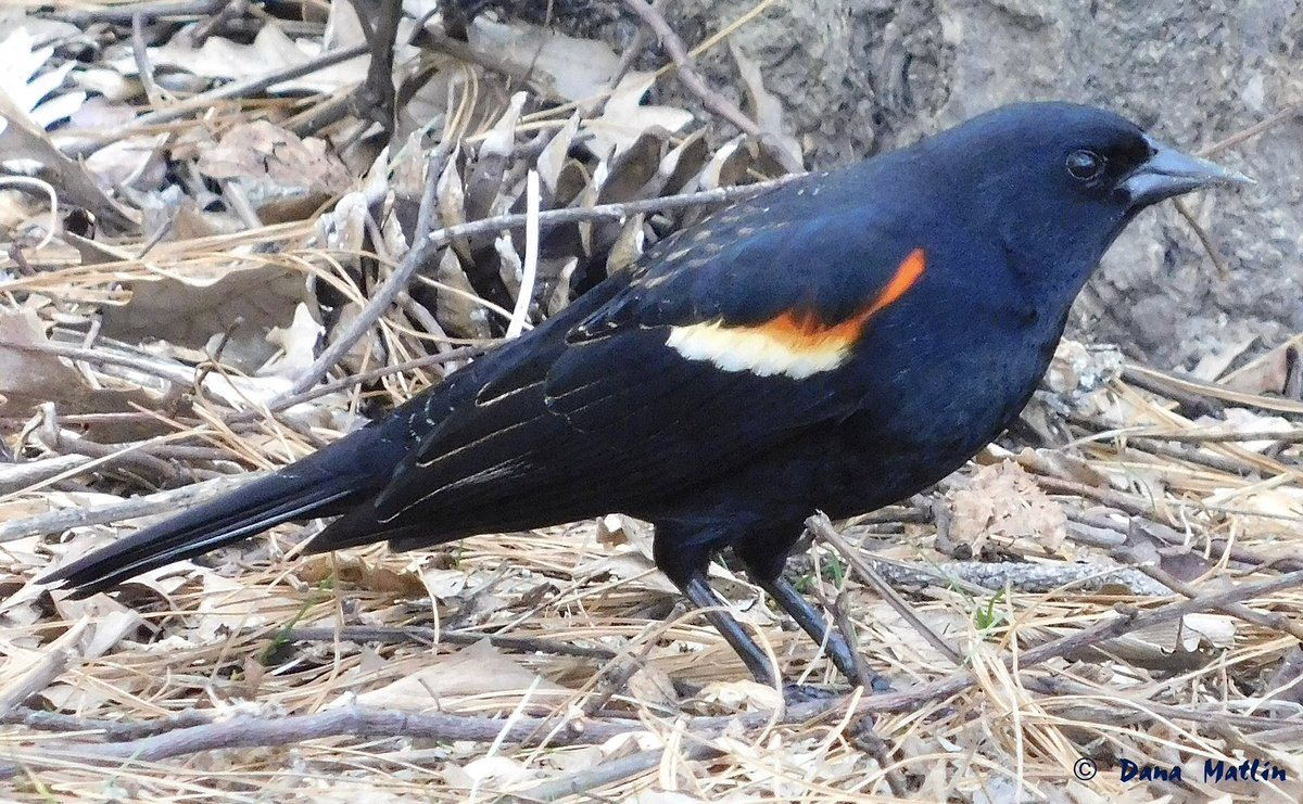 Red-winged Blackbird at the Harlem Meer in Central Park. #birdcpp #BirdsOfTwitter #BirdsSeenIn2024 #birdphotography #NaturePhotography #centralpark