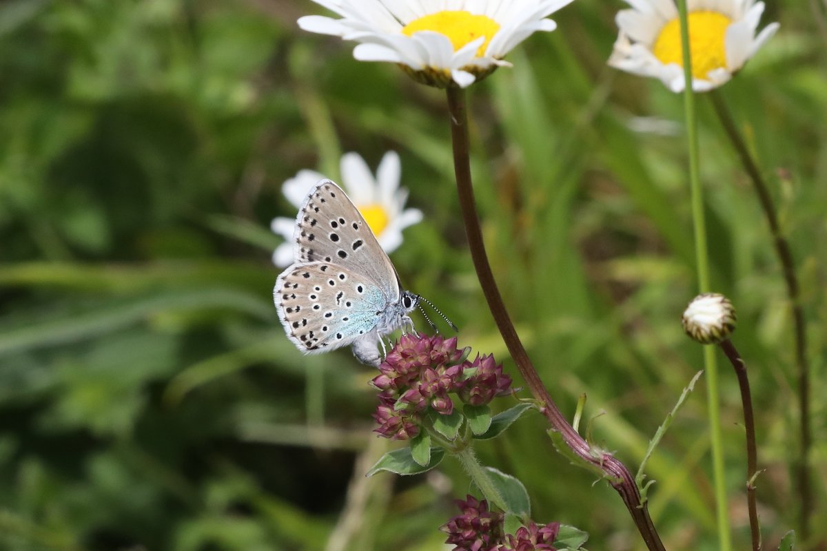 One week left to submit for the @InsectDiversity 'Restoration and rescue in an age of extinction: advances in arthropod reintroduction (and translocation)' Special Issue! Deadline: 31 March 2024 Editors @NushaKeyghobadi & Jaret Daniels See ow.ly/Vjtu50PqCwZ for details.