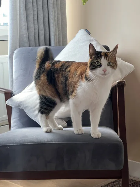 Emily Howe tweet media