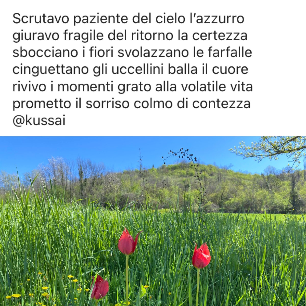 #vita #cuore #fiori 
#scritturebrevi 
#ScrivoQuelCheSento
#ScrivoArte