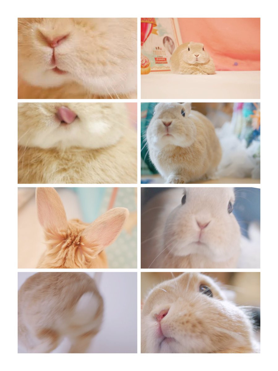 うさぎのひのき🌳 Hinoki bunny tweet media