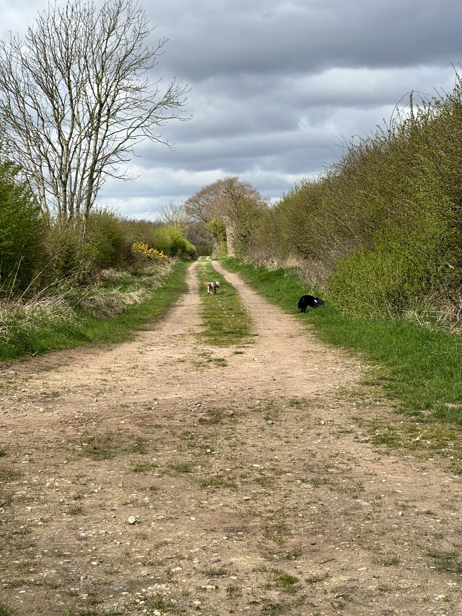 Thank goodness spring has arrived…appreciate the beauty of where you live 😊🌞🐶🐶
