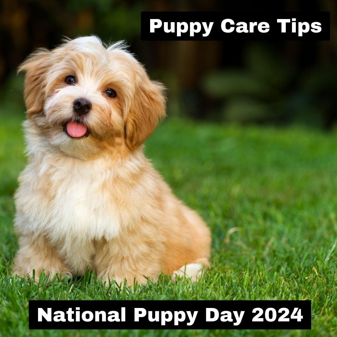 #PuppyCare #TailoredService #HappyPuppies