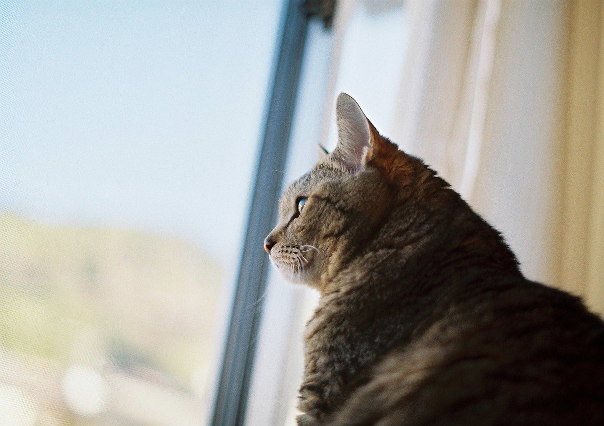 lucyiuilucy's tweet photo. #フィルムカメラ #pentaxsl #kodakgold200 https://t.co/yJub9lQndi