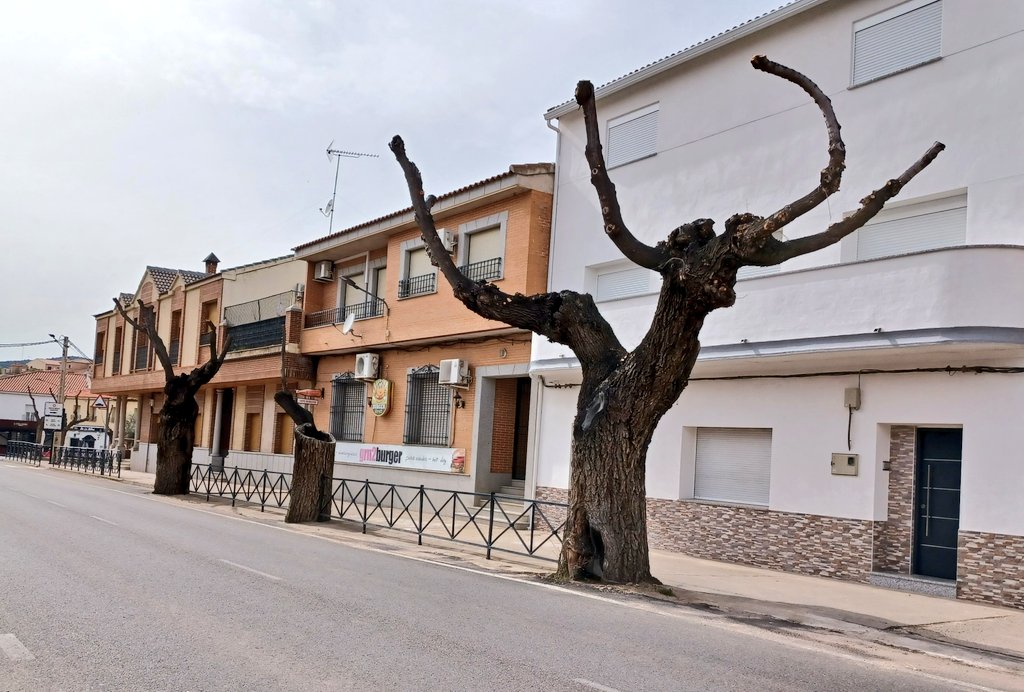 ¿A quién no le produce 'dolor de barriga' ver estas imágenes? Este tipo de poda se realiza masivamente en pueblos y ciudades de toda la geografía española.
Pero seamos realistas, revertir la situación es difícil. Hagamos un análisis somero con los puntos clave principales.
#0🧵⤵️