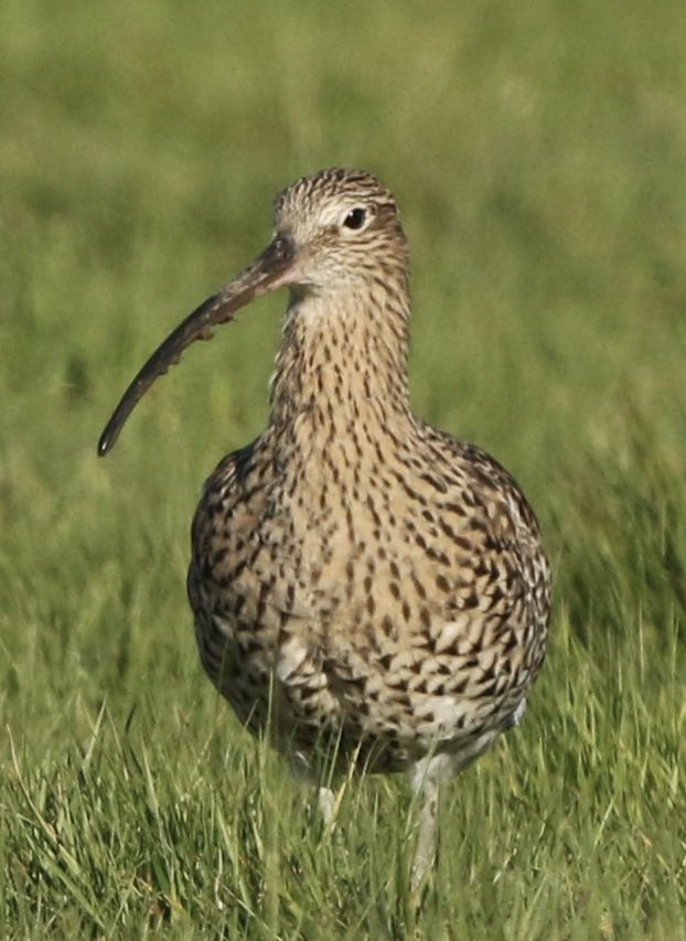 The Curlew, an iconic bird of Britain’s coasts, marshes and moors. This one was yesterday in north Kent. @_BTO