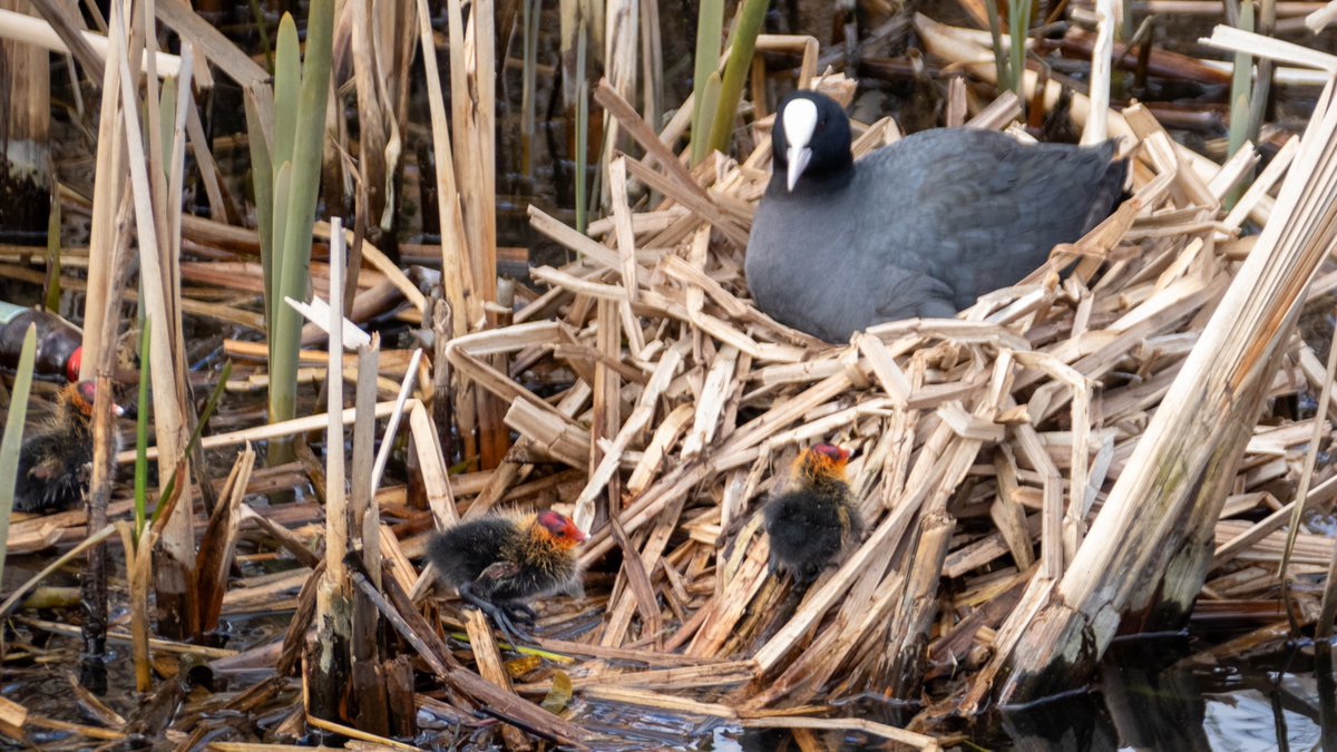 #Coot #chicks on #BirminghamCanals returning to their #nest. #BoatsThatTweet #LifesBetterByWater #KeepCanalsAlive #NaturePhotography #OutdoorPhotography #WildlifePhotography #Coots #CootChicks #BabyBirds waterways.photography