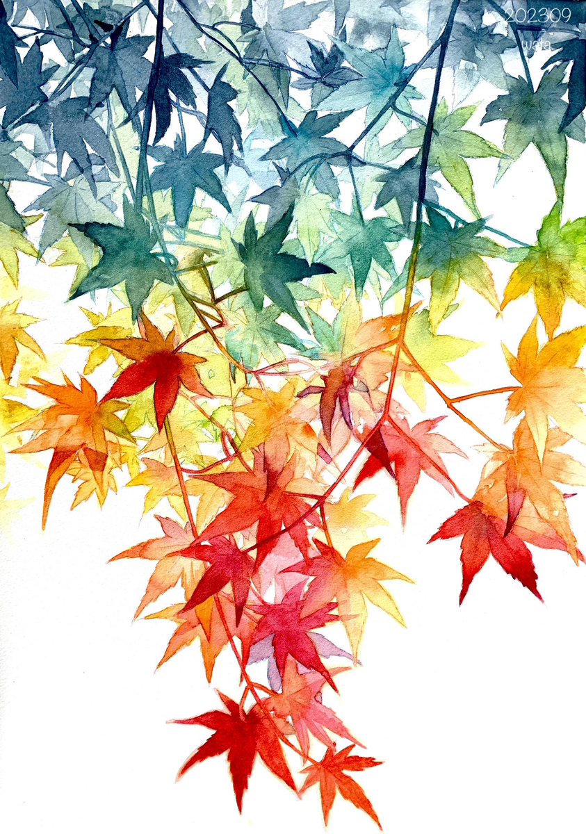 white background no humans leaf traditional media plant painting (medium) autumn leaves  illustration images