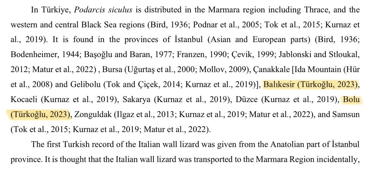 Geçen sene yayımlanan herpetoloji makaleme ilk atıf gelmiş! 🥳 İstanbul kertenkelesi (Podarcis siculus) hakkındaki bu çalışmada yeni kayıt üzerinden filocoğrafya ve morfoloji değerlendirilmiş. Ben de türün Türkiye’deki en güney kaydı dahil olmak üzere iki yeni kaydını