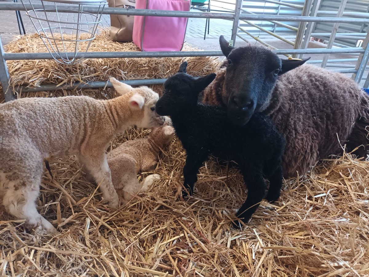 Our first 3 lambs were born last night!!🐑 #lambs #leeds